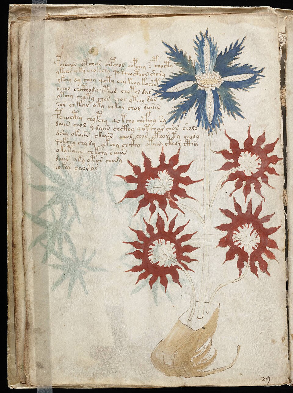 A botanical page from the Voynich manuscript with unidentifiable flowers and undeciphered script