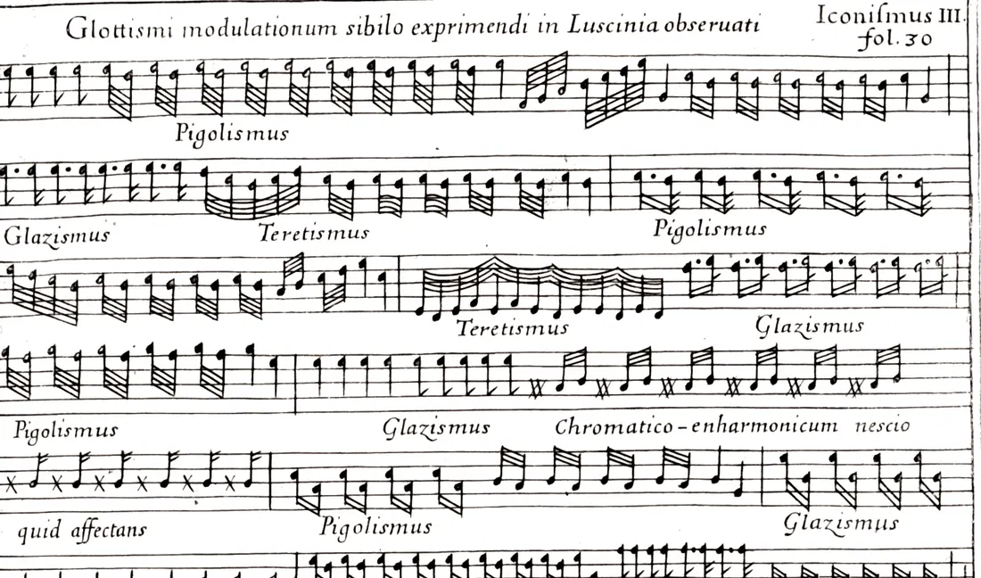 Engraving of six staves of music in which Athanasius Kircher wrote down the song of the nightingale, with the Latin names of its kinds of trill under the notes