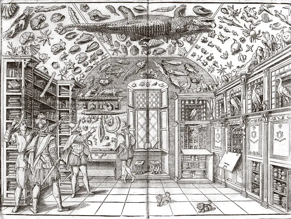 Woodcut of Ferrante Imperato's museum: a vaulted room whose ceiling is covered with fish, shells, starfish and a large crocodile, bookcases on the left, cupboards of jars and specimens on the right, and visitors pointing up at the collection