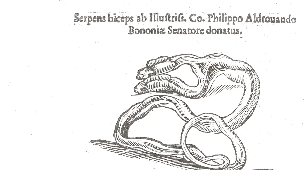 Woodcut of a coiled snake whose front end splits into two heads lying side by side, under the Latin caption Serpens biceps