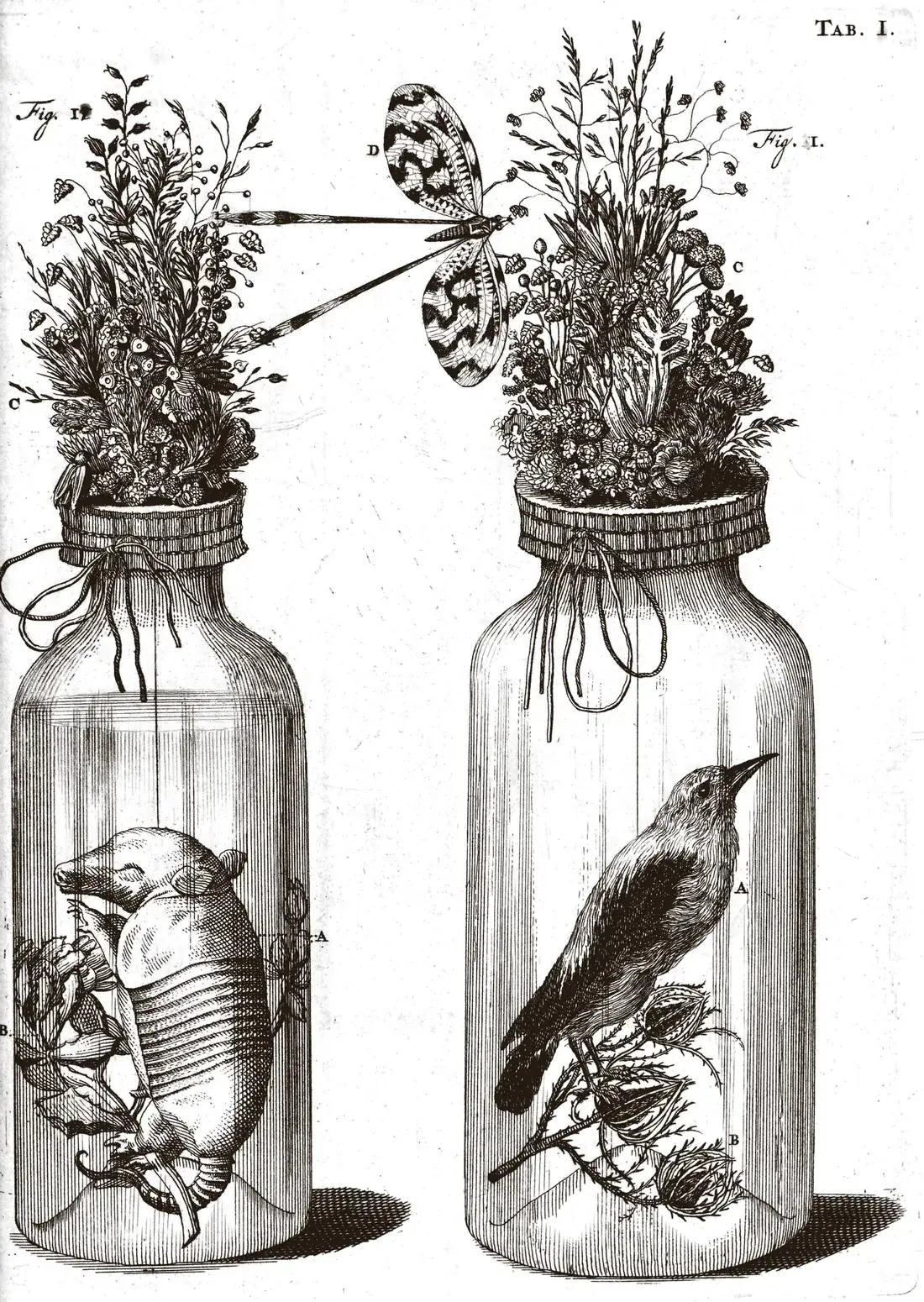 Engraving of two tall glass jars on a ledge, their mouths tied over with string and crowned with bouquets of dried plants and flowers; in the left jar a small armadillo hangs in clear liquid, in the right a small bird stands on a thistle