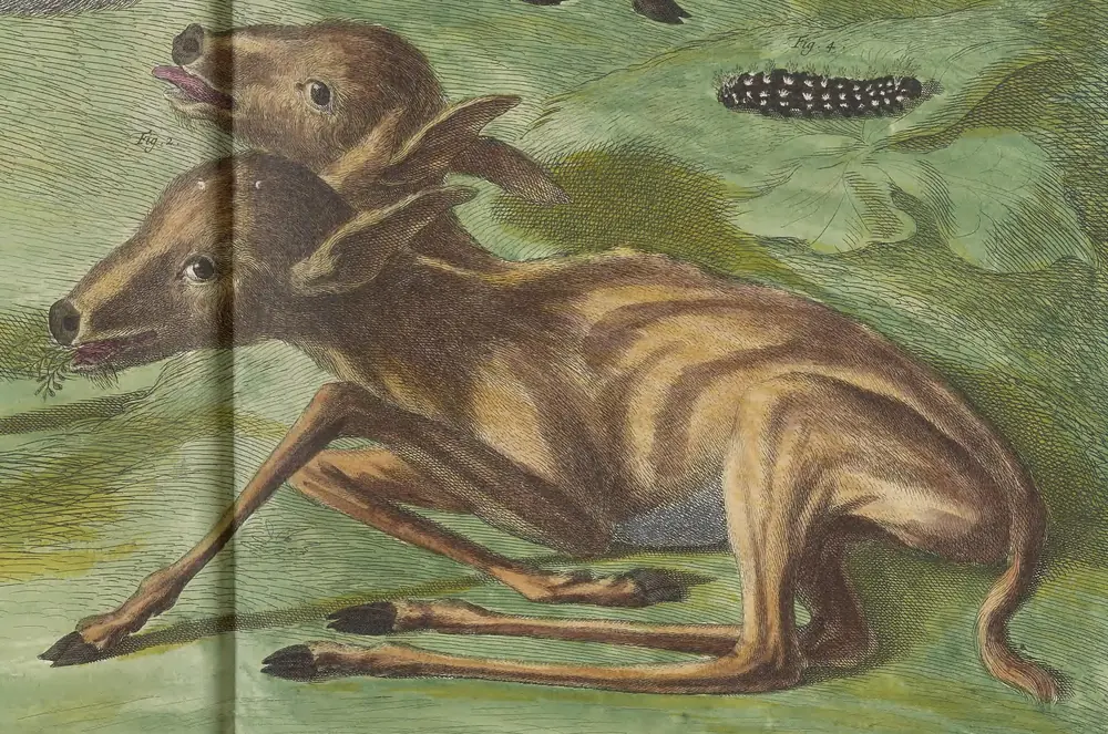 Hand-coloured engraving of a brown fawn with two heads on one body, lying on a green bank