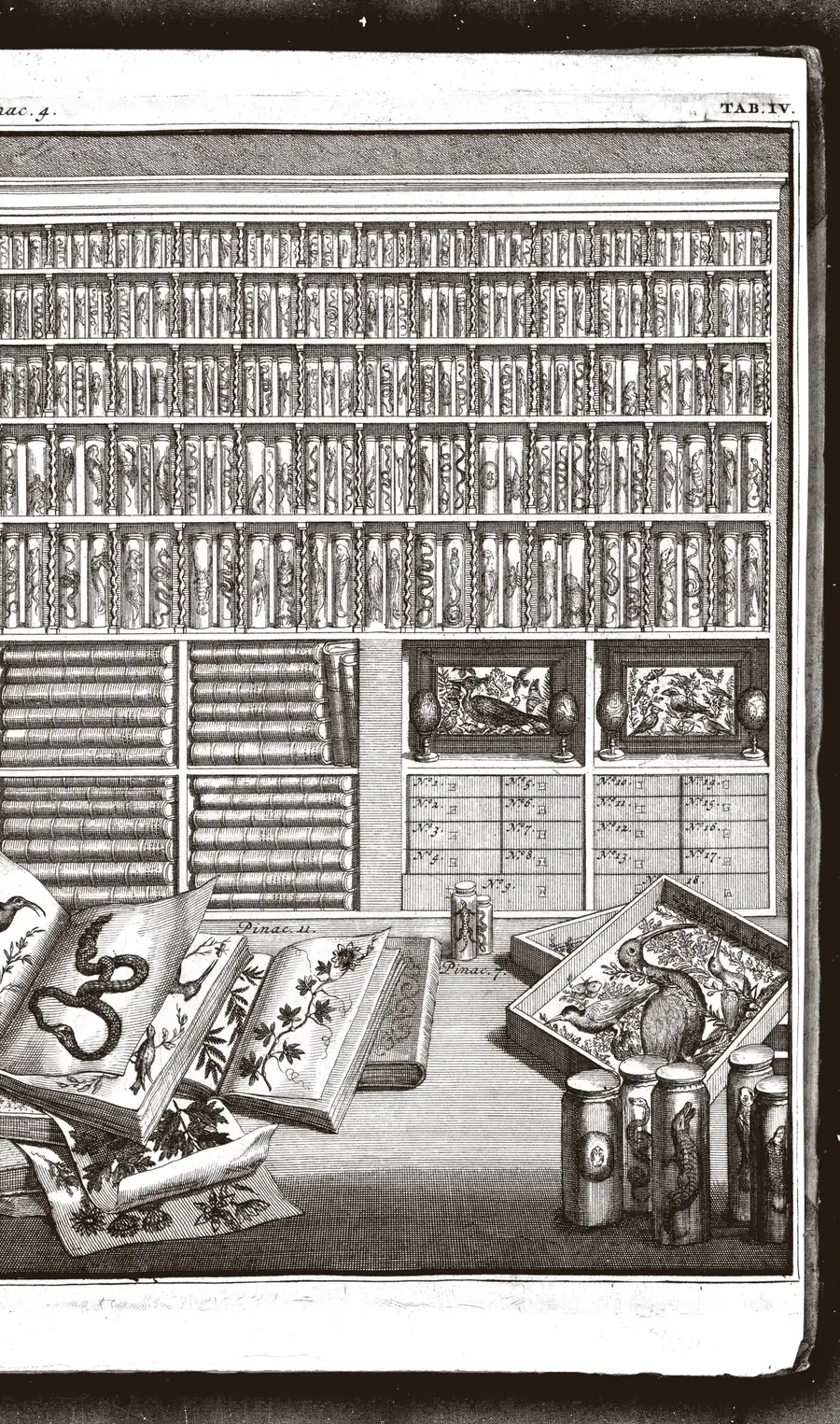 Engraving of a tall cabinet whose upper part has five shelves packed with glass jars of snakes, lizards, fish and small birds; below are albums, framed pictures and numbered drawers, and in front open books with painted snakes and plants
